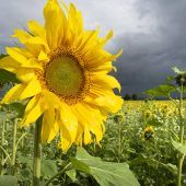Sonnenblumen statt Sonnentage