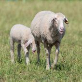 Hunde reißen mehr Schafe als Wölfe