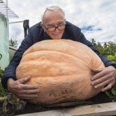 Ein riesiger Kürbis