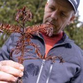 Trockenheit lässt Christbäume verdorren