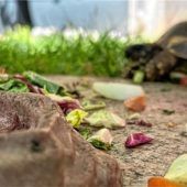 So lässt sich der Sommer in Kolbermoor tierisch genießen
