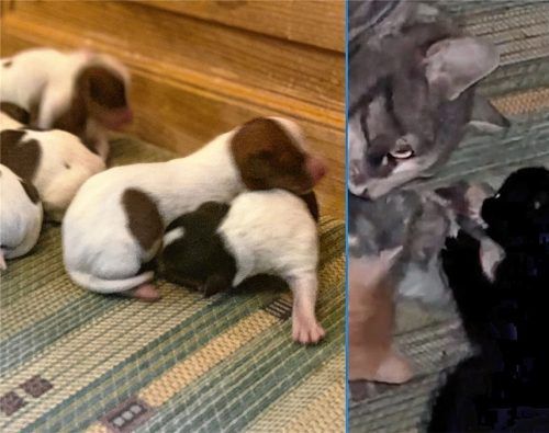Das selbe Muster: Die zum Verkauf angebotenen Hundewelpen (links) und die Katze, die ein lebloses Tier frisst (rechts), befinden sich offenbar am gleichen Ort. Foto Meindl/Peta