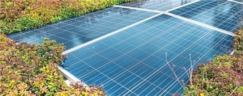 Die Kombination von Dachbegrünung und Solarnutzung steigert den Stromertrag dank des Kühleffekts der Vegetation. Foto djd/www.re-natur.de/Pia Dittmers