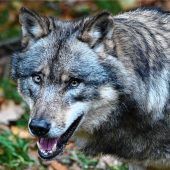 Einwanderer Wolf soll bejagt werden