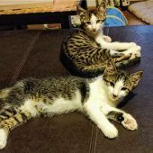 Zwei bezaubernde Katerchen