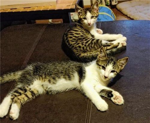 Diese zwei bezaubernde Katerchen suchen gemeinsam ein neues Zuhause bei liebevollen Menschen. Foto  Re