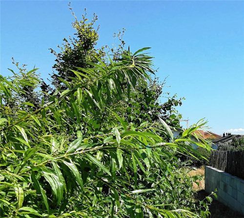 Drei Baulücken in Vogtareuth, so wie diese momentan noch mit Büschen bewachsene, sollen mit Mehrfamilienhäusern bebaut werden. Der Bürgermeister freut sich, der Gemeinderat diskutiert. Foto Sylvia Hampel