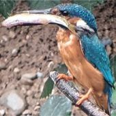 Wo der Eisvogel seine Ruhe findet