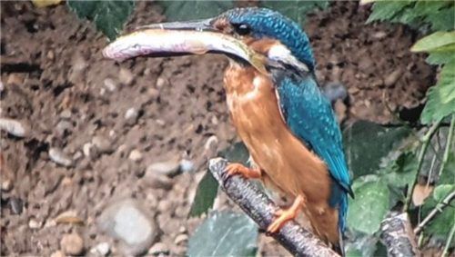 Ein Eisvogel ist mit dem Futterfisch für den Nachwuchs unterhalb der Niströhre kurz gelandet, bevor er den Fisch hineinträgt. Foto Schlegl-Kofler
