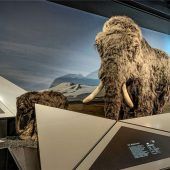 Anpassungsfähig bis in die Gegenwart