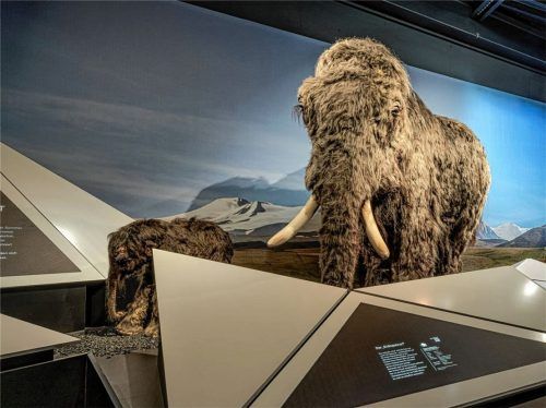 Eines der bekanntesten Tiere der Eiszeit: das Mammut. Foto Andreas Jacob