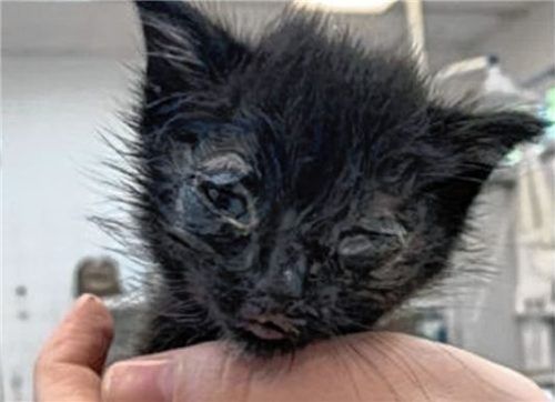 In einem jämmerlichen Zustand kam Kater Luci ins Rosenheimer Tierheim. Seine Genesung dauerte ein Jahr.
