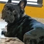 Zwei schöne Jünglinge mit echtem „Hundeblick“