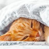 Dürfen Katze und Hund mit ins Bett?