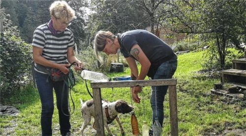 Lagotto romagnolo-Mädchen Jule ist noch ein wenig zaghaft, Anja Petrick (rechts) redet ihr gut zu. Kurz darauf gibt‘s überschwängliches Lob von Halterin Ute Kolb und ein Leckerli von der Trainerin: Jule hat es durch das Hindernis geschafft.Foto Hampel