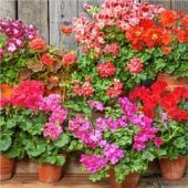 Blüten im Herbst