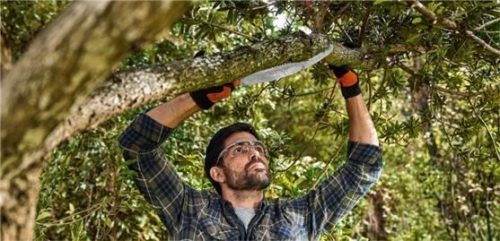 Mit dem Rückschneiden der Obstbäume können Freizeitgärtner die Grundlage für eine gute Ernte im nächsten Jahr schaffen. Foto djd/STIHL