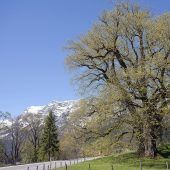 Der Gigant an der Alpenstraße