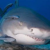 Von sauberen Ratten und Haien mit Putzhilfen