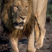 Die wahren Luxusgeschöpfe