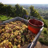 Frankens Winzer zufrieden