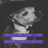 Ältester Hund gestorben