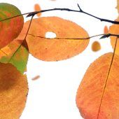 Der Herbst malt bunte Blätter