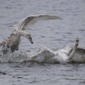 Landratsamt warnt vor Geflügelpest