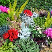 Herbstleuchten auf dem Friedhof
