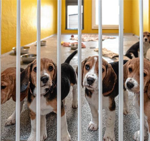 Bei der Vergabe von Hunden, insbesondere bei Welpen, kann nicht jeder berücksichtigt werden. Die Art und Weise der Absage überraschte aber den ein oder anderen Interessenten. Foto  Thomae