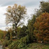 Eschentriebsterben greift rasant um sich