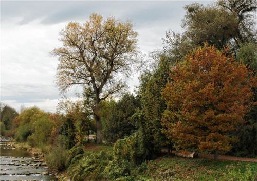 Das Eschentriebsterben greift um sich. Deshalb werden befallene Bäume entlang der Uferwege der Mangfall gefällt. Die Gefahr, dass sie einfach umfallen könnten, ist zu groß. Foto  Riediger