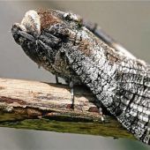 Nicht giftig, aber gefürchtet