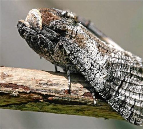 Der Falter des Weidenbohrers ist perfekt getarnt. Er ist von einer Baumrinde kaum zu unterscheiden.