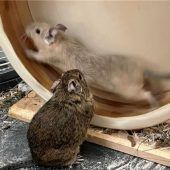 Rick und Peaches erkunden das Nagerleben