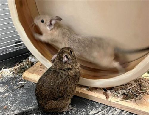 Ein Traumpaar: die Degus Rick (vorne) und Peaches. Foto re
