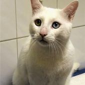 Leonardo – weißer Kater mit Starallüren