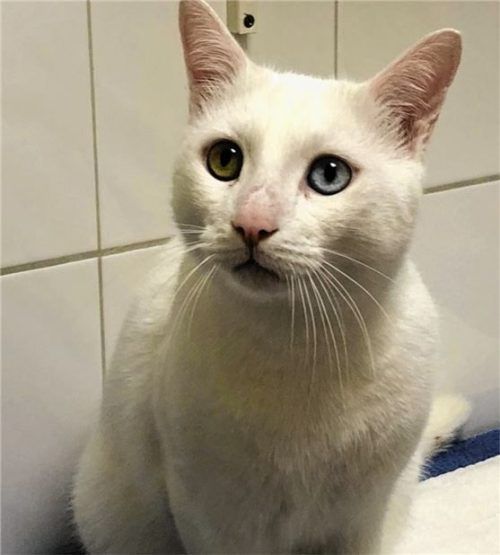 Eine Schönheit mit Starallüren: Kater Leonardo wartet im Tierheim Ostermünchen auf ein neues Zuhause. Foto  Re
