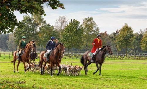 Flotter Galopp bei der Hubertusjagd. Echte Tiere werden dabei nicht gejagt, die Meute folgt einer Duftspur. Foto djd/TourismusMarketing Niedersachsen/Jürgen Borris