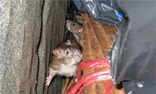 Gleich sechs Ratten – ähnlich wie auf dem Symbolbild – hat eine Happingerin bei ihrem Besuch am Bahnhof gesehen. Foto dpa
