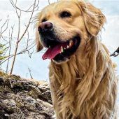 Retriever Sam frisst Köder mit zwei Stecknadeln beim Gassigehen