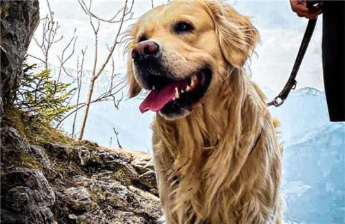 Golden Retriever Sam ist noch nicht über den Berg. Der Hund hat aber überlebt.Fotos privat