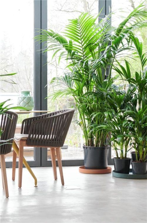 Grüne Oase mit Kentia-Palmen. Foto Blumenbüro/ Holland