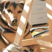 Tierischer Arbeitsalltag