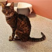 Carlo sucht neues Zuhause