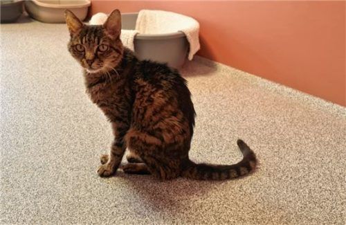 Kater Carlo kuschelt gern und ist sehr ruhig.Foto re