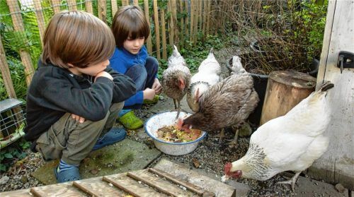 Oscar und Tristan (von links) aus Prien haben ihre Hühner ins Herz geschlossen. Sie füttern die vier mit Küchenreste-Brei und Nacktschnecken aus dem Garten. Poppy, rechts im Bild, lässt sich sogar streicheln.Foto Berger