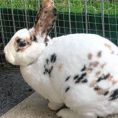 Kaninchen „Konfetti“ – sein Name ist Programm