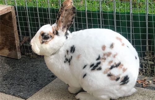 Pünktchen zieren das Fell des Zwergkaninchens Konfetti, das im Tierheim sitzend auf ein neues Zuhause hofft. Foto re