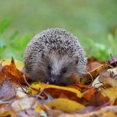 Dem Igel zuliebe Unordnung halten
